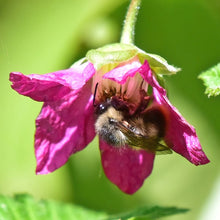 Load image into Gallery viewer, Bee on a pink flower of the native salmonberry shrub (Rubus spectabilis). One of approximately 200 species of Pacific Northwest native plants, shrubs and trees available at Sparrowhawk Native Plants nursery in Portland Oregon