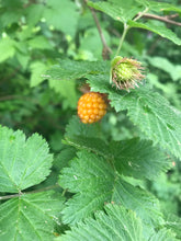 Load image into Gallery viewer, Close up of an orange salmonberry surrounded by green leaves from the native salmonberry shrub (Rubus spectabilis). One of approximately 200 species of Pacific Northwest native plants, shrubs and trees available at Sparrowhawk Native Plants nursery in Portland Oregon