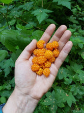Load image into Gallery viewer, Hand holding a cluster of orange salmonberries (Rubus spectabilis). One of approximately 200 species of Pacific Northwest native plants, shrubs and trees available at Sparrowhawk Native Plants nursery in Portland Oregon