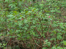 Load image into Gallery viewer, Arching branches of native salmonberry shrub (Rubus spectabilis) with hot pink flowers. One of approximately 200 species of Pacific Northwest native plants, shrubs and trees available at Sparrowhawk Native Plants nursery in Portland Oregon