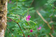 Load image into Gallery viewer, Branch with leaves and pink flowers on a native salmonberry shrub (Rubus spectabilis). One of approximately 200 species of Pacific Northwest native plants, shrubs and trees available at Sparrowhawk Native Plants nursery in Portland Oregon