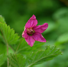 Load image into Gallery viewer, Close up of a pink flower on a native salmonberry shrub (Rubus spectabilis). One of approximately 200 species of Pacific Northwest native plants, shrubs and trees available at Sparrowhawk Native Plants nursery in Portland Oregon