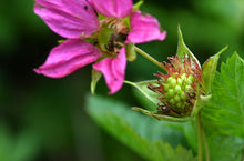 Load image into Gallery viewer, Close up of an immature salmonberry  and blurred pink flower in the background  - from a native salmonberry shrub (Rubus spectabilis). One of approximately 200 species of Pacific Northwest native plants, shrubs and trees available at Sparrowhawk Native Plants nursery in Portland Oregon