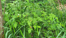 Load image into Gallery viewer, Branches, green leaves and orange berries of a small native salmonberry shrub (Rubus spectabilis). One of approximately 200 species of Pacific Northwest native plants, shrubs and trees available at Sparrowhawk Native Plants nursery in Portland Oregon
