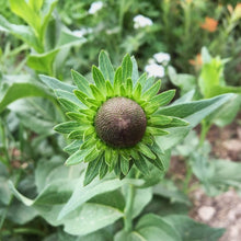 Load image into Gallery viewer, Close up of a gorgeously symmetrical, dark brown flower cone of western coneflower (Rudbeckia occidenalis). One of approximately 200 species of Pacific Northwest native plants available at Sparrowhawk Native Plants, native plant nursery in Portland, Oregon.