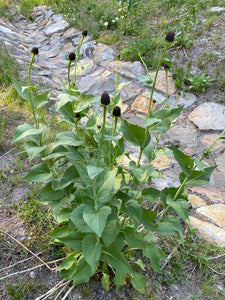 Growth habit of western coneflower (Rudbeckia occidenalis) in bloom. One of approximately 200 species of Pacific Northwest native plants available at Sparrowhawk Native Plants, native plant nursery in Portland, Oregon.