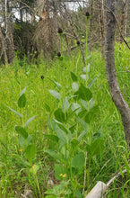 Load image into Gallery viewer, Growth habit of western coneflower (Rudbeckia occidenalis) in bloom. One of approximately 200 species of Pacific Northwest native plants available at Sparrowhawk Native Plants, native plant nursery in Portland, Oregon.