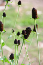 Load image into Gallery viewer, Close up of multiple striking, dark brown cone flowers of western coneflower (Rudbeckia occidenalis). One of approximately 200 species of Pacific Northwest native plants available at Sparrowhawk Native Plants, native plant nursery in Portland, Oregon.