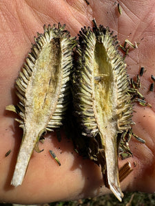 Close up of the dried seed head of western coneflower (Rudbeckia occidenalis) cut open in the palm of someone's hand. One of approximately 200 species of Pacific Northwest native plants available at Sparrowhawk Native Plants, native plant nursery in Portland, Oregon.