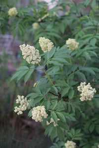 Spring branches of native red elderberry shrub (Sambucus racemosa) covered with creamy shite flower clusters. One of 150+ species of Pacific Northwest native plants available at Sparrowhawk Native Plants in Portland, Oregon. 