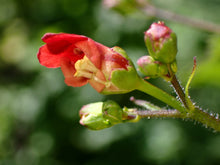Cargar imagen en el visor de la galería, Super close-up of the tiny red flowers of California bee plant (Scrophularia california). One of approximately 200 species of Pacific Northwest native plants available at Sparrowhawk Native Plants, native plant nursery in Portland, Oregon.
