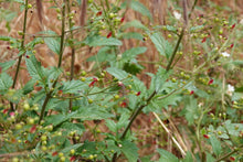 Cargar imagen en el visor de la galería, Close-up of many flower stalks of California bee plant (Scrophularia california) adorned with tiny red flowers and deeply toothed leaves. One of approximately 200 species of Pacific Northwest native plants available at Sparrowhawk Native Plants, native plant nursery in Portland, Oregon.