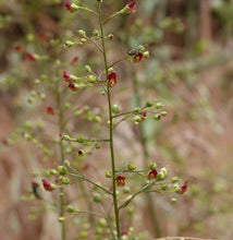 Cargar imagen en el visor de la galería, Close-up of the flower stalk of California bee plant (Scrophularia california) adorned with tiny red flowers. One of approximately 200 species of Pacific Northwest native plants available at Sparrowhawk Native Plants, native plant nursery in Portland, Oregon.
