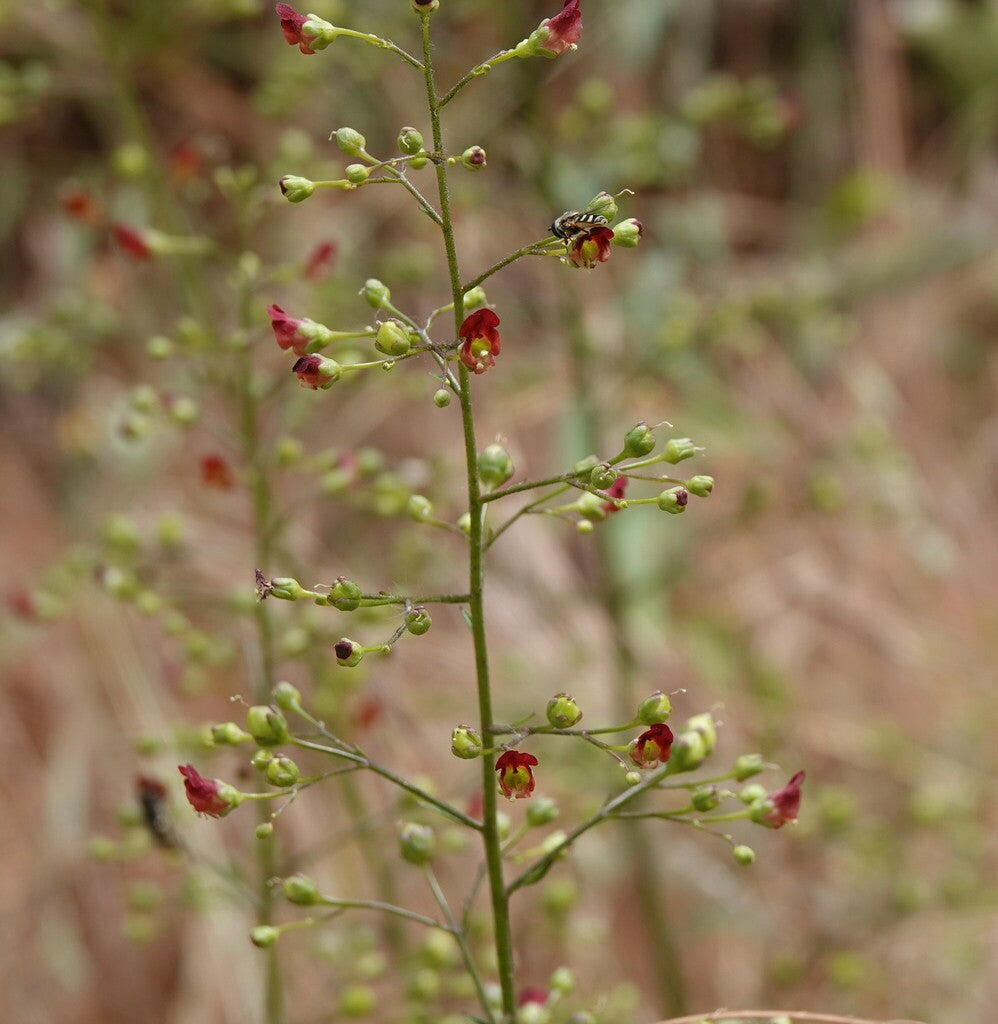 California Bee Plant – Sparrowhawk Native Plants