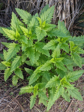 Cargar imagen en el visor de la galería, The bright green new leaves of California bee plant (Scrophularia california) emerging in spring. One of approximately 200 species of Pacific Northwest native plants available at Sparrowhawk Native Plants, native plant nursery in Portland, Oregon.