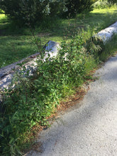 Cargar imagen en el visor de la galería, Growth habit California bee plant (Scrophularia california) along a pathway. One of approximately 200 species of Pacific Northwest native plants available at Sparrowhawk Native Plants, native plant nursery in Portland, Oregon.