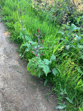 Cargar imagen en el visor de la galería, Growth habit California bee plant (Scrophularia california) along a pathway. One of approximately 200 species of Pacific Northwest native plants available at Sparrowhawk Native Plants, native plant nursery in Portland, Oregon.