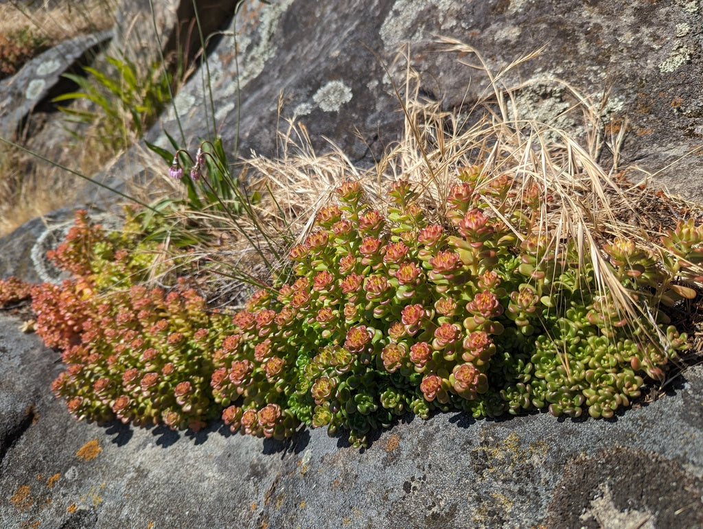 native oregon succulents Oregon Stonecrop (Sedum oreganum) – Sparrowhawk Native Plants