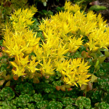 Load image into Gallery viewer, Close-up Oregon stonecrop flower (Sedum oreganum). One of 150+ species of Pacific Northwest native plants available at Sparrowhawk Native Plants, Native Plant Nursery in Portland, Oregon.