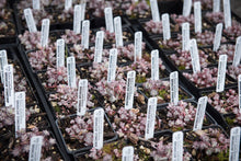 Load image into Gallery viewer, A flat of 4&quot; broadleaf stonecrop (Sedum spathulifolium). One of the 100+ species of stunning Pacific Northwest native plants, shrubs and trees available at Sparrowhawk Native Plants nursery in Portland, Oregon.