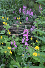Cargar imagen en el visor de la galería, Rose or dwarf checkermallow (Sidalcea asprella ssp. virgata syn Sidalcea virgata syn Sidalcea malviflora ssp. virgata) blooming gorgeously in a habitat garden Along with large-leaved avens. One of approximately 200 species of Pacific Northwest native plants available at Sparrowhawk Native Plants, native plant nursery in Portland, Oregon. 