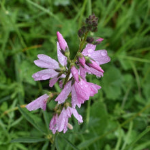 Load image into Gallery viewer, Close-up of a showy pink flower cluster on rose or dwarf checkermallow (Sidalcea asprella ssp. virgata syn Sidalcea virgata syn Sidalcea malviflora ssp. virgata). One of approximately 200 species of Pacific Northwest native plants available at Sparrowhawk Native Plants, native plant nursery in Portland, Oregon.