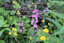 Cargar imagen en el visor de la galería, Rose or dwarf checkermallow (Sidalcea asprella ssp. virgata syn Sidalcea virgata syn Sidalcea malviflora ssp. virgata) blooming gorgeously in a habitat garden Along with large-leaved avens. One of approximately 200 species of Pacific Northwest native plants available at Sparrowhawk Native Plants, native plant nursery in Portland, Oregon. 