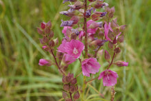 Load image into Gallery viewer, Close-up of a showy pink flower cluster on rose or dwarf checkermallow (Sidalcea asprella ssp. virgata syn Sidalcea virgata syn Sidalcea malviflora ssp. virgata). One of approximately 200 species of Pacific Northwest native plants available at Sparrowhawk Native Plants, native plant nursery in Portland, Oregon.