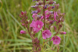 Close-up of a showy pink flower cluster on rose or dwarf checkermallow (Sidalcea asprella ssp. virgata syn Sidalcea virgata syn Sidalcea malviflora ssp. virgata). One of approximately 200 species of Pacific Northwest native plants available at Sparrowhawk Native Plants, native plant nursery in Portland, Oregon.