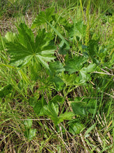 Load image into Gallery viewer, Close-up of the foliage of rose or dwarf checkermallow (Sidalcea asprella ssp. virgata syn Sidalcea virgata syn Sidalcea malviflora ssp. virgata). One of approximately 200 species of Pacific Northwest native plants available at Sparrowhawk Native Plants, native plant nursery in Portland, Oregon.