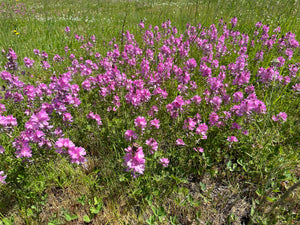 A wild population of rose or dwarf checkermallow (Sidalcea asprella ssp. virgata syn Sidalcea virgata syn Sidalcea malviflora ssp. virgata) blooming gorgeously in a native meadow. One of approximately 200 species of Pacific Northwest native plants available at Sparrowhawk Native Plants, native plant nursery in Portland, Oregon.