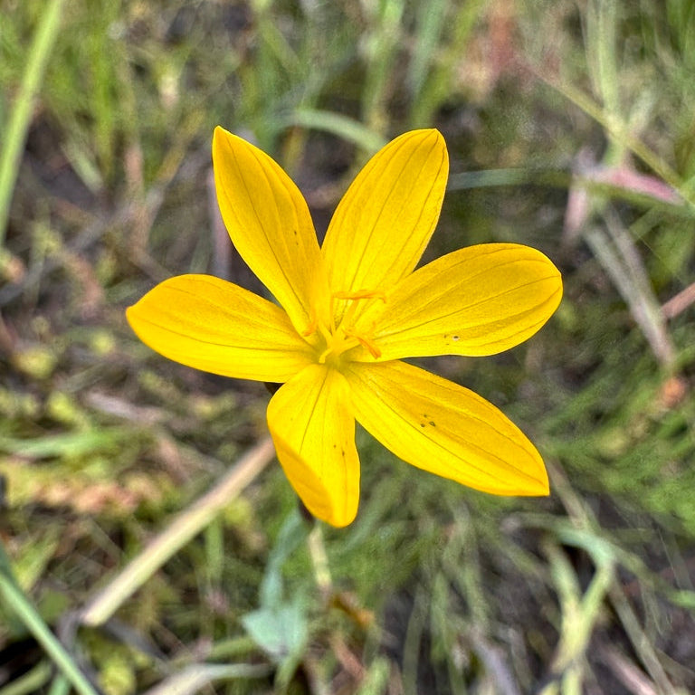Close-up of the showy yellow flower of golden-eyed grass (Sisyrinchium californicum). One of approximately 200 species of Pacific Northwest native plants available at Sparrowhawk Native Plants, native plant nursery in Portland, Oregon.