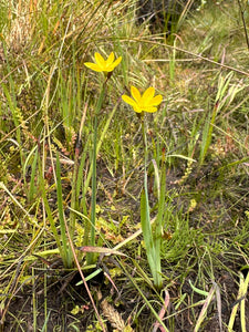 Flowering form of golden-eyed or yellow-eyed grass (Sisyrinchium californicum). One of approximately 200 species of Pacific Northwest native plants available at Sparrowhawk Native Plants, native plant nursery in Portland, Oregon.
