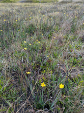 Load image into Gallery viewer, Golden-eyed or yellow-eyed grass (Sisyrinchium californicum) with companion plants in a meadow. One of approximately 200 species of Pacific Northwest native plants available at Sparrowhawk Native Plants, native plant nursery in Portland, Oregon.
