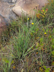 Flowering form of golden-eyed or yellow-eyed grass (Sisyrinchium californicum) with companion plants in a wet meadow. One of approximately 200 species of Pacific Northwest native plants available at Sparrowhawk Native Plants, native plant nursery in Portland, Oregon.