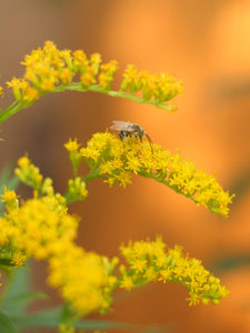 A bee forages on late-flowering goldenrod (Solidago canadensis, Solidago lepida, Solidago elongata). One of 150+ Oregon native plants sold by Sparrowhawk Native Plants