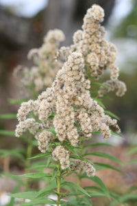 Creamy-white seed heads of goldenrod (Solidago canadensis, Solidago lepida, Solidago elongata). One of 150+ Oregon native plants sold by Sparrowhawk Native Plants