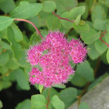 Load image into Gallery viewer, Close up photo of the attractive rosy pink flower of rosy spiraea, also known as subalpine spiraea, mountain spiraea, or rose meadowsweet (Spiraea splendens, formerly/aka Spiraea densiflora). One of 100+ species of Pacific Northwest native plants available at Sparrowhawk Native Plants, Native Plant Nursery in Portland, Oregon.   