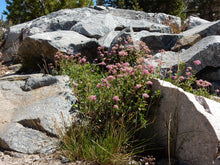 Load image into Gallery viewer, A rosy spiraea shrub (also known as subalpine spiraea, mountain spiraea, or rose meadowsweet - Spiraea splendens, formerly/aka Spiraea densiflora) in its dry, exposed, rocky native habitat. One of 100+ species of Pacific Northwest native plants available at Sparrowhawk Native Plants, Native Plant Nursery in Portland, Oregon.