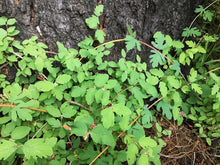 Cargar imagen en el visor de la galería, Growth habit of creeping snowberry (Symphoricarpos mollis) at the base of a tree. One of approximately 200 species of Pacific Northwest native plants available at Sparrowhawk Native Plants, native plant nursery in Portland, Oregon.