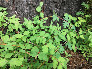Growth habit of creeping snowberry (Symphoricarpos mollis) at the base of a tree. One of approximately 200 species of Pacific Northwest native plants available at Sparrowhawk Native Plants, native plant nursery in Portland, Oregon.