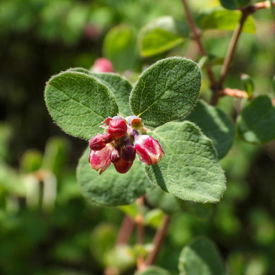 Close-up of green leaves with small pink flowers of creeping snowberry (Symphoricarpos mollis) against a blurred green background. One of approximately 200 species of Pacific Northwest native plants available at Sparrowhawk Native Plants, native plant nursery in Portland, Oregon.