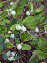 Cargar imagen en el visor de la galería, Close-up of oval green leaves and round white fruits of creeping snowberry (Symphoricarpos mollis). One of approximately 200 species of Pacific Northwest native plants available at Sparrowhawk Native Plants, native plant nursery in Portland, Oregon.