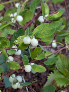Close-up of oval green leaves and round white fruits of creeping snowberry (Symphoricarpos mollis). One of approximately 200 species of Pacific Northwest native plants available at Sparrowhawk Native Plants, native plant nursery in Portland, Oregon.