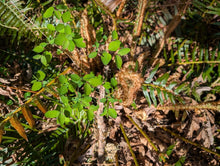 Cargar imagen en el visor de la galería, A small creeping snowberry shurb (Symphoricarpos mollis) grows among a sword fern. One of approximately 200 species of Pacific Northwest native plants available at Sparrowhawk Native Plants, native plant nursery in Portland, Oregon.