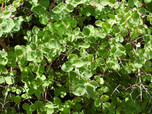 Cargar imagen en el visor de la galería, A sea of green oval leaves of creeping snowberry (Symphoricarpos mollis). One of approximately 200 species of Pacific Northwest native plants available at Sparrowhawk Native Plants, native plant nursery in Portland, Oregon.