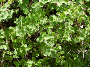 A sea of green oval leaves of creeping snowberry (Symphoricarpos mollis). One of approximately 200 species of Pacific Northwest native plants available at Sparrowhawk Native Plants, native plant nursery in Portland, Oregon.