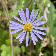 Load image into Gallery viewer, Close-up of the radially symmetrical purple and yellow flower of Douglas' aster (Symphyotrichum subspicatum / Aster subspicatum). Another stunning Pacific Northwest native plant available at Sparrowhawk Native Plants nursery in Portland, Oregon.