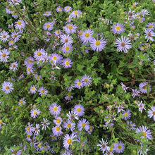 Load image into Gallery viewer, A sea of purple Douglas' aster blooms (Symphyotrichum subspicatum / Aster subspicatum). Another stunning Pacific Northwest native plant available at Sparrowhawk Native Plants nursery in Portland, Oregon.