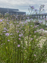 Load image into Gallery viewer, A tall patch of flowering Douglas' aster plants (Symphyotrichum subspicatum / Aster subspicatum) with an urban landscape in the background. Another stunning Pacific Northwest native plant available at Sparrowhawk Native Plants nursery in Portland, Oregon.